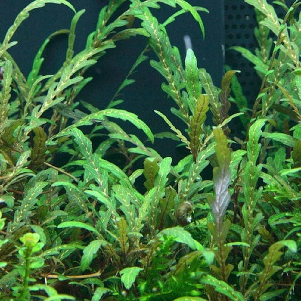 Hygrophilia Pinnatifida