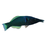 Birdnose Wrasse - photo 2