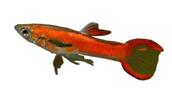 Chilli Endler Guppy