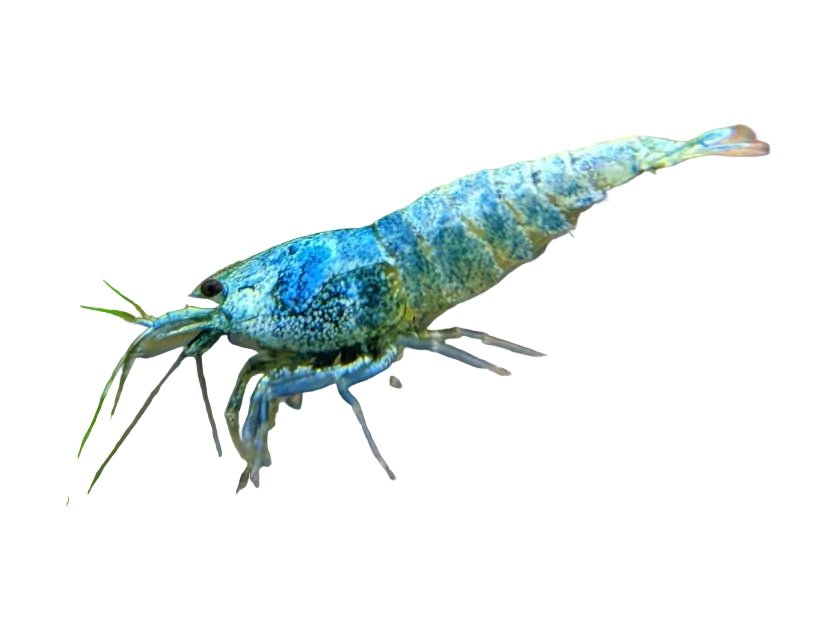 Blue Bolt Shrimp