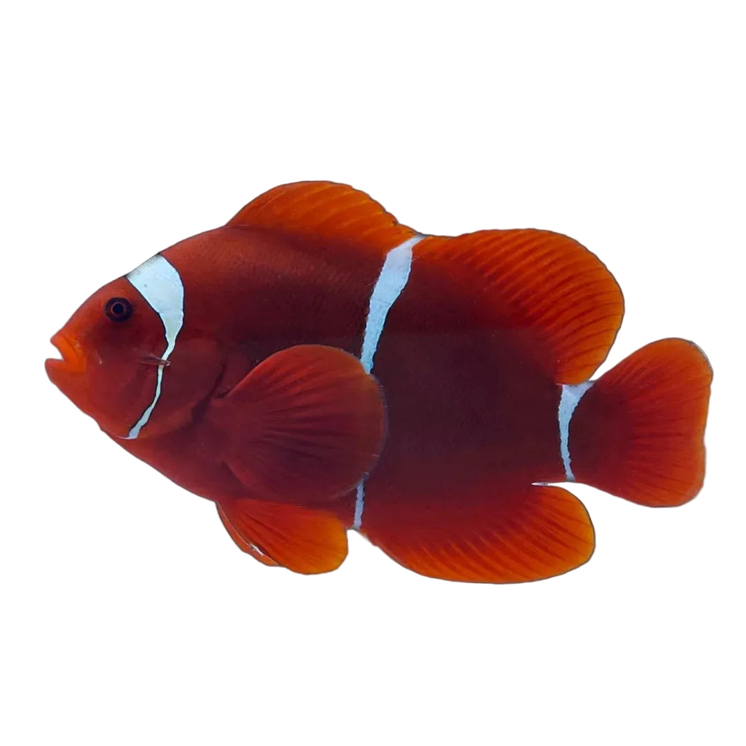 Maroon Clownfish (Wild Pair)