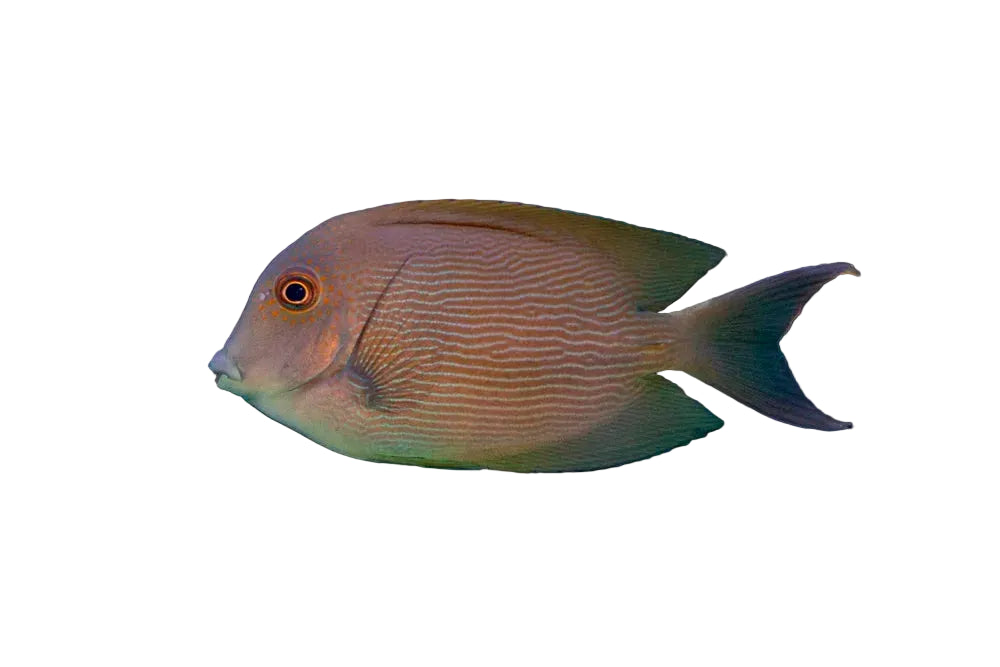 Orange Striped Tang