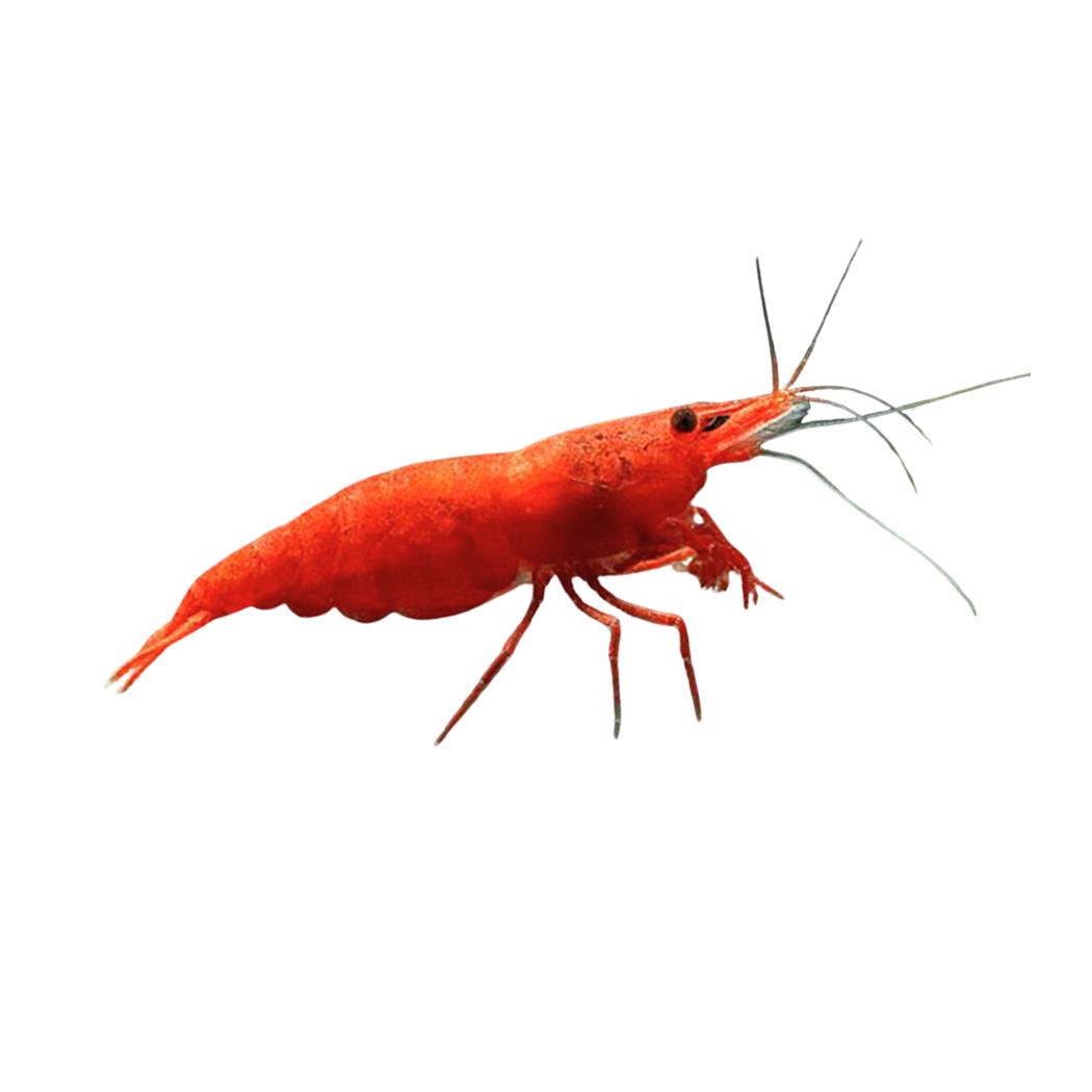 Fire Red Cherry Shrimp