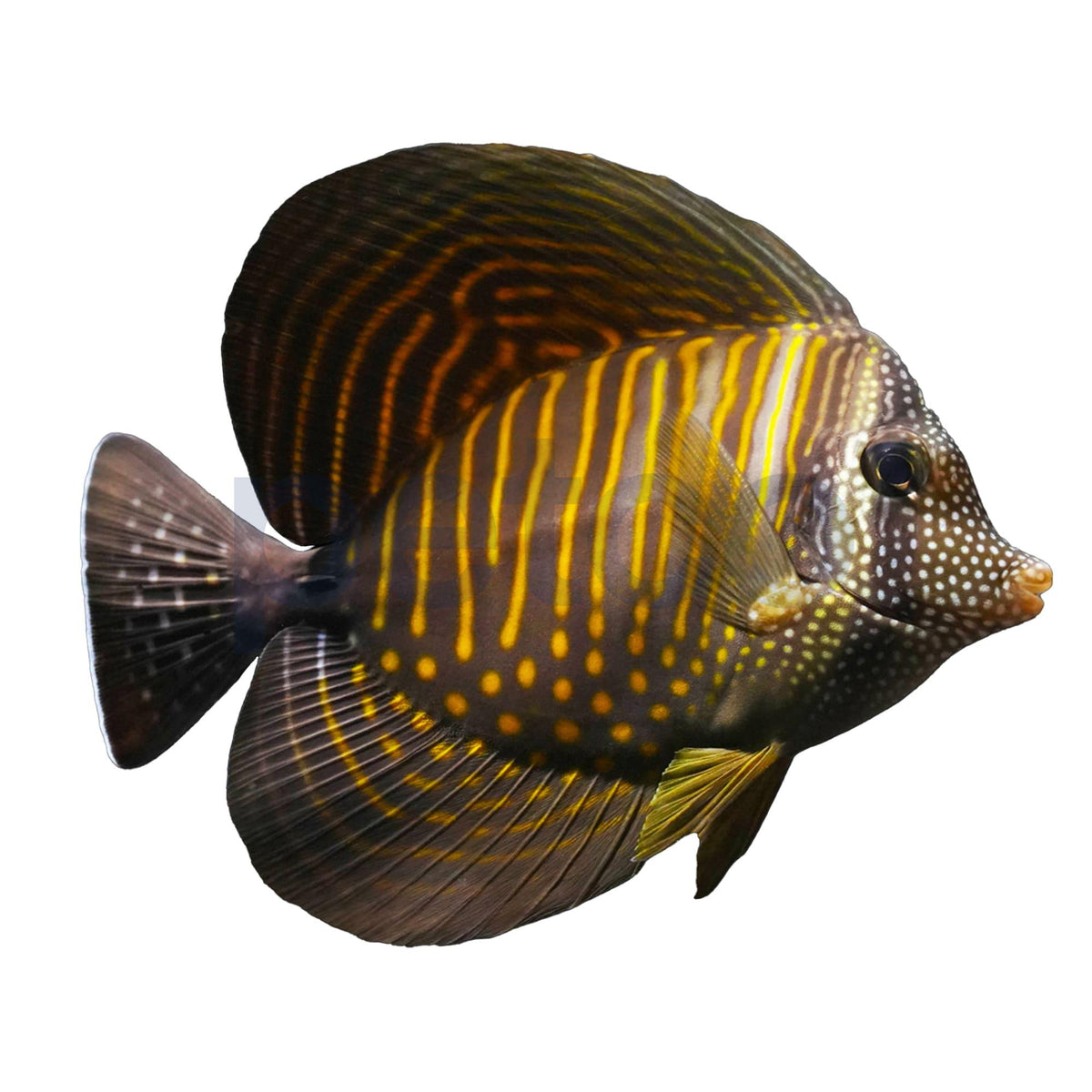 Desjadini Sailfin Tang