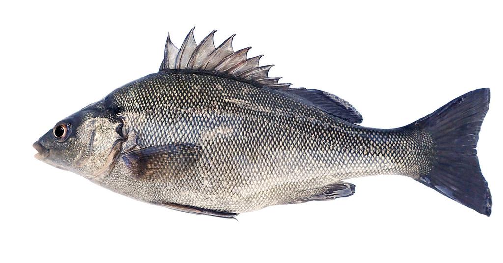 Silver Perch