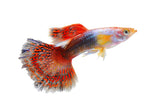 Red Mosaic Guppy - photo 1