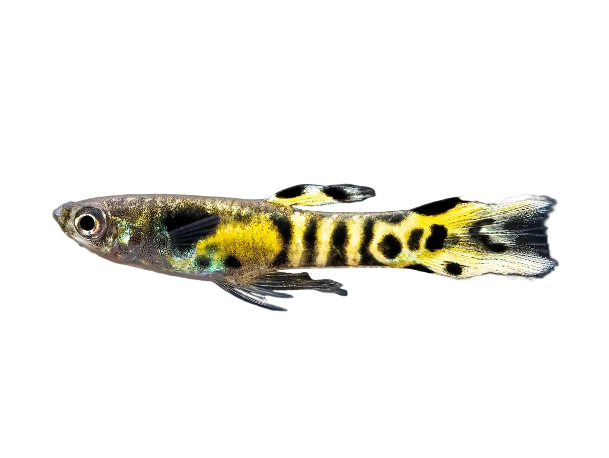 Tiger Endler Guppy
