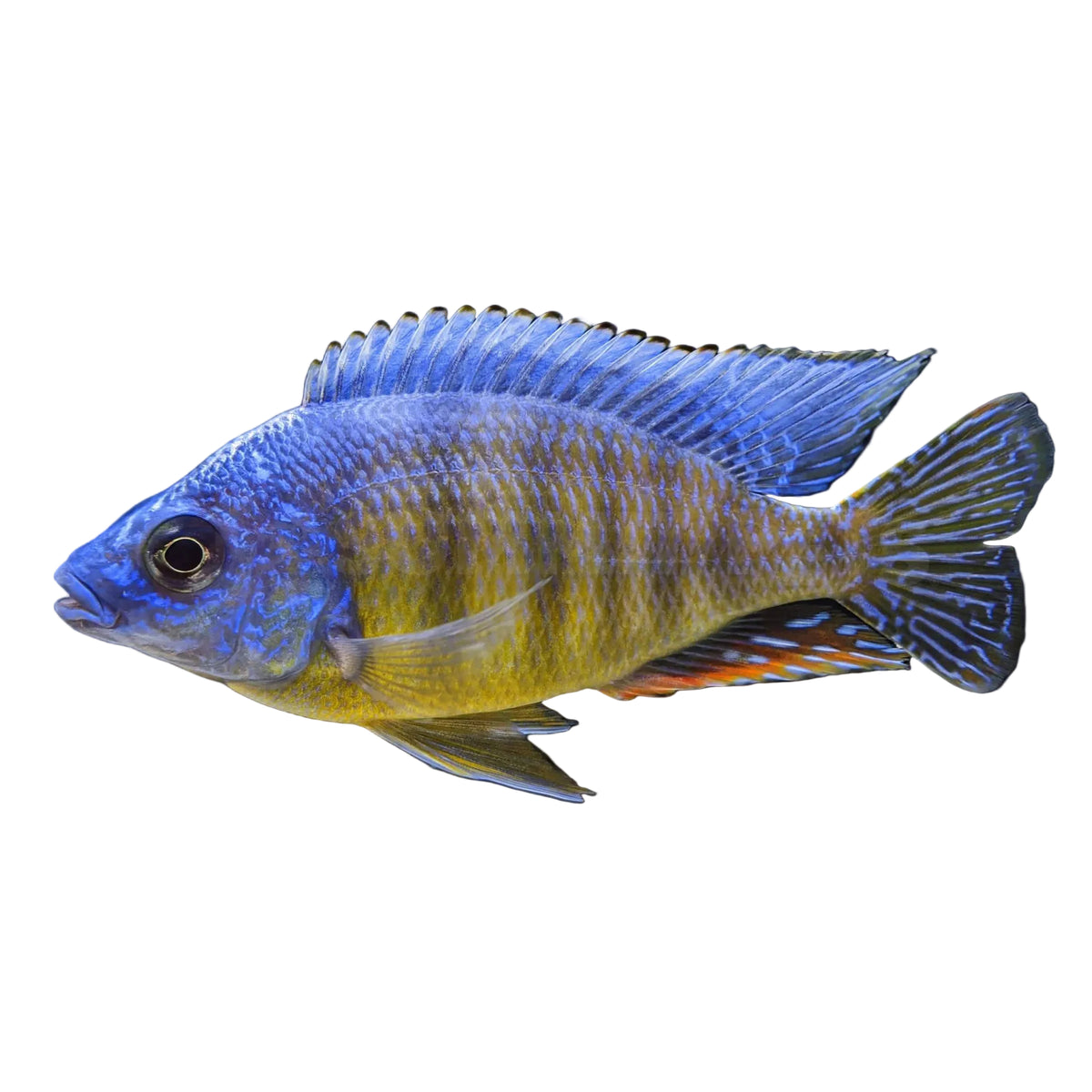 Thaiwan Reef