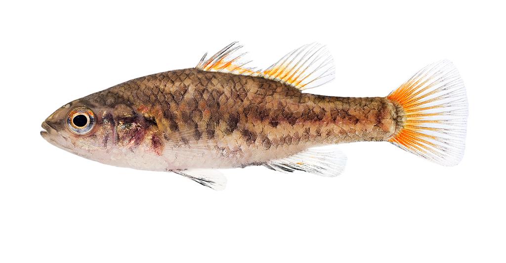 Southern Pygmy Perch