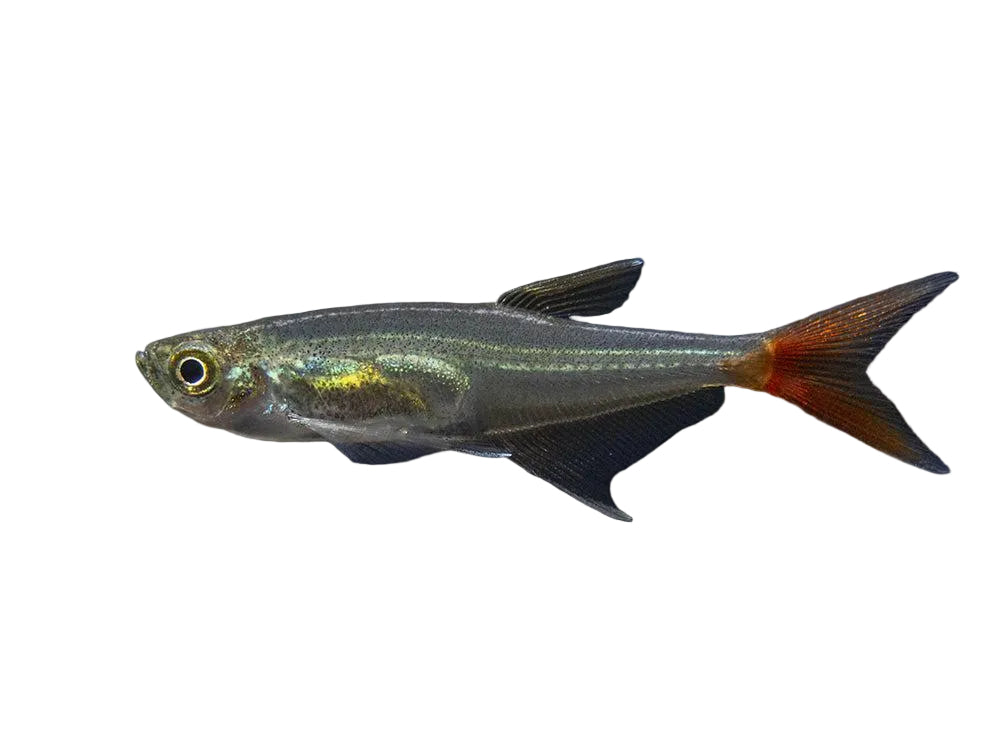 Glass Bloodfin Tetra