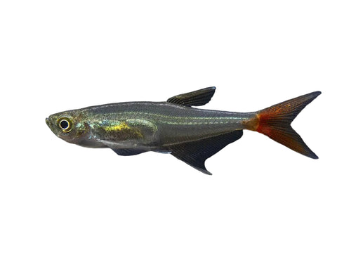 Glass Bloodfin Tetra