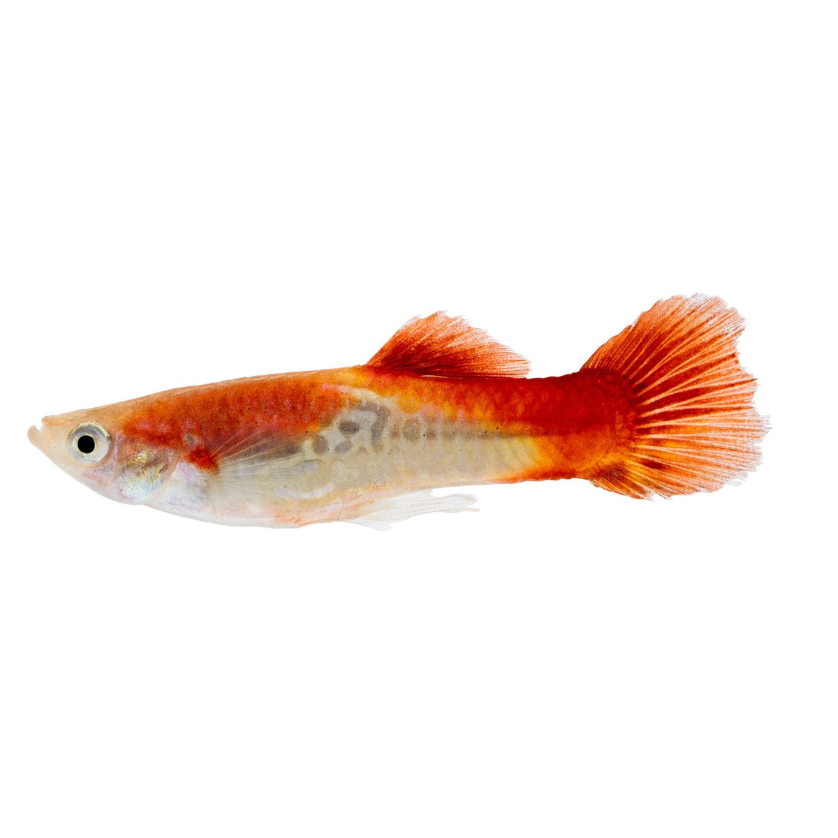 Kohaku Koi Guppy