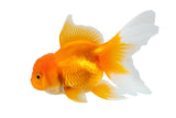 Oranda Goldfish - photo 3
