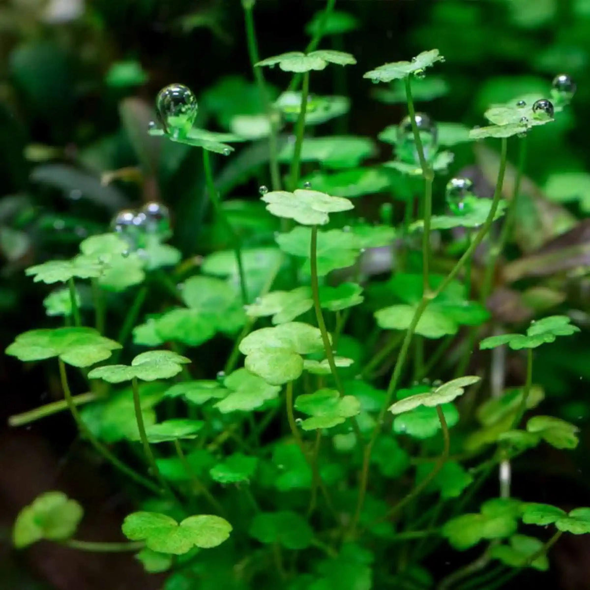 Hydrocotyle Tripartita Micro
