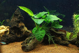 Anubias (Assorted) - photo 1