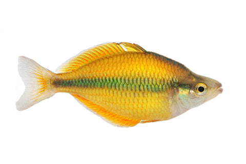Lake Tetra Rainbowfish