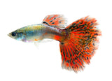 Red Mosaic Guppy - photo 2