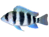 Frontosa Burundi Cichlid - photo 1