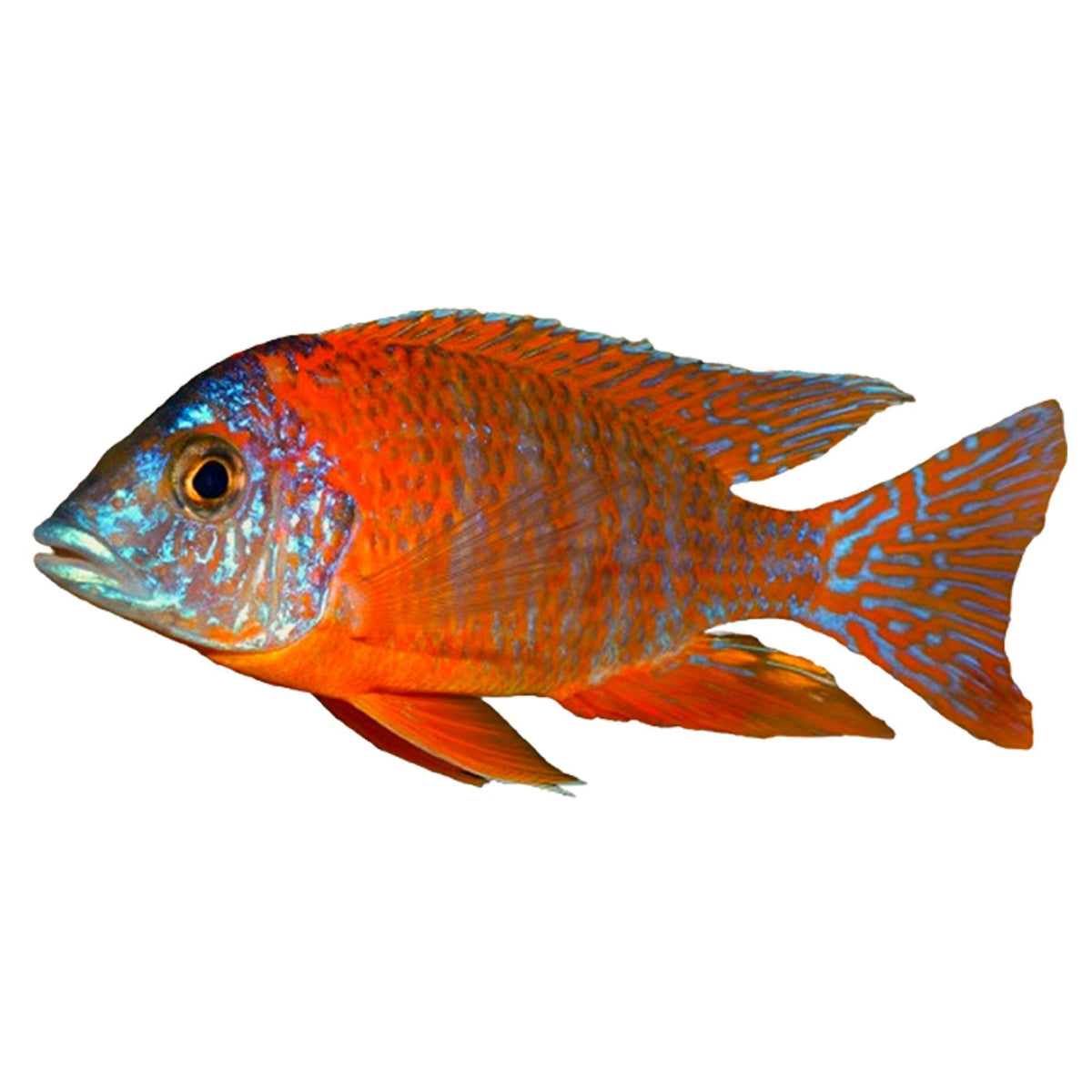 OB Peacock Cichlid