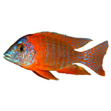 OB Peacock Cichlid - photo 1
