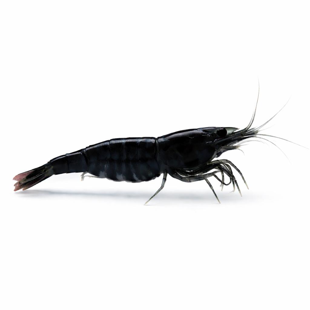 Black Rose Shrimp