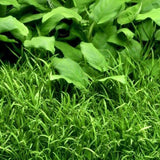 Lilaeopsis - photo 2