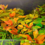 Ludwigia Atlantis 'Dark Orange' - photo 2