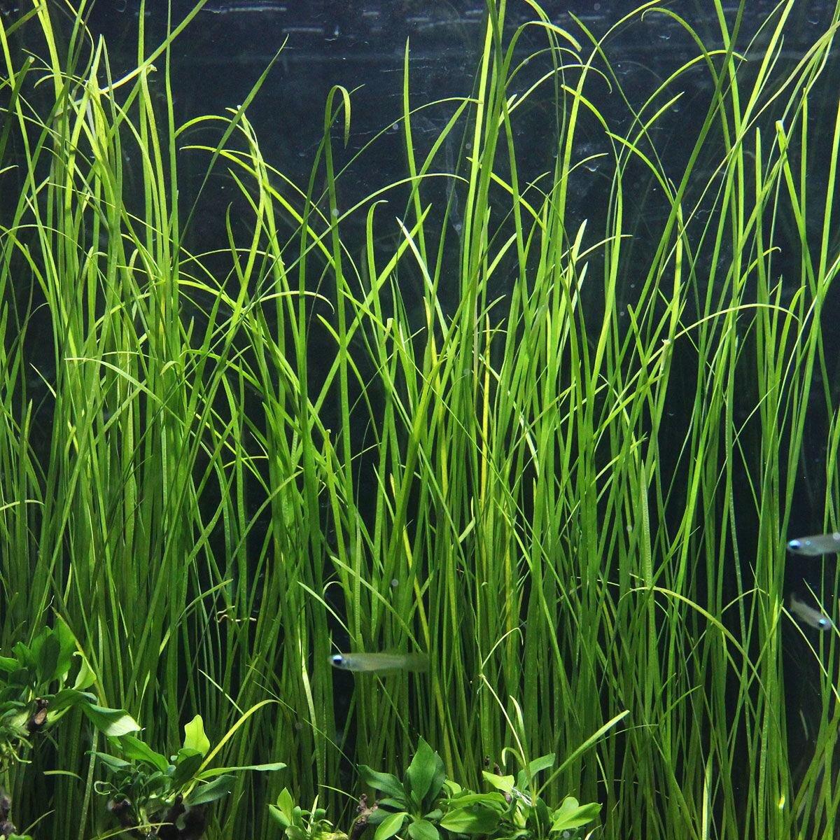 Thin Vallisneria