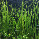 Thin Vallisneria - photo 1
