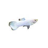 Platinum Koi Guppy - photo 2