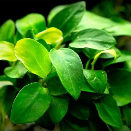 Anubias Nana