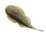 Borneo Loach - photo 2