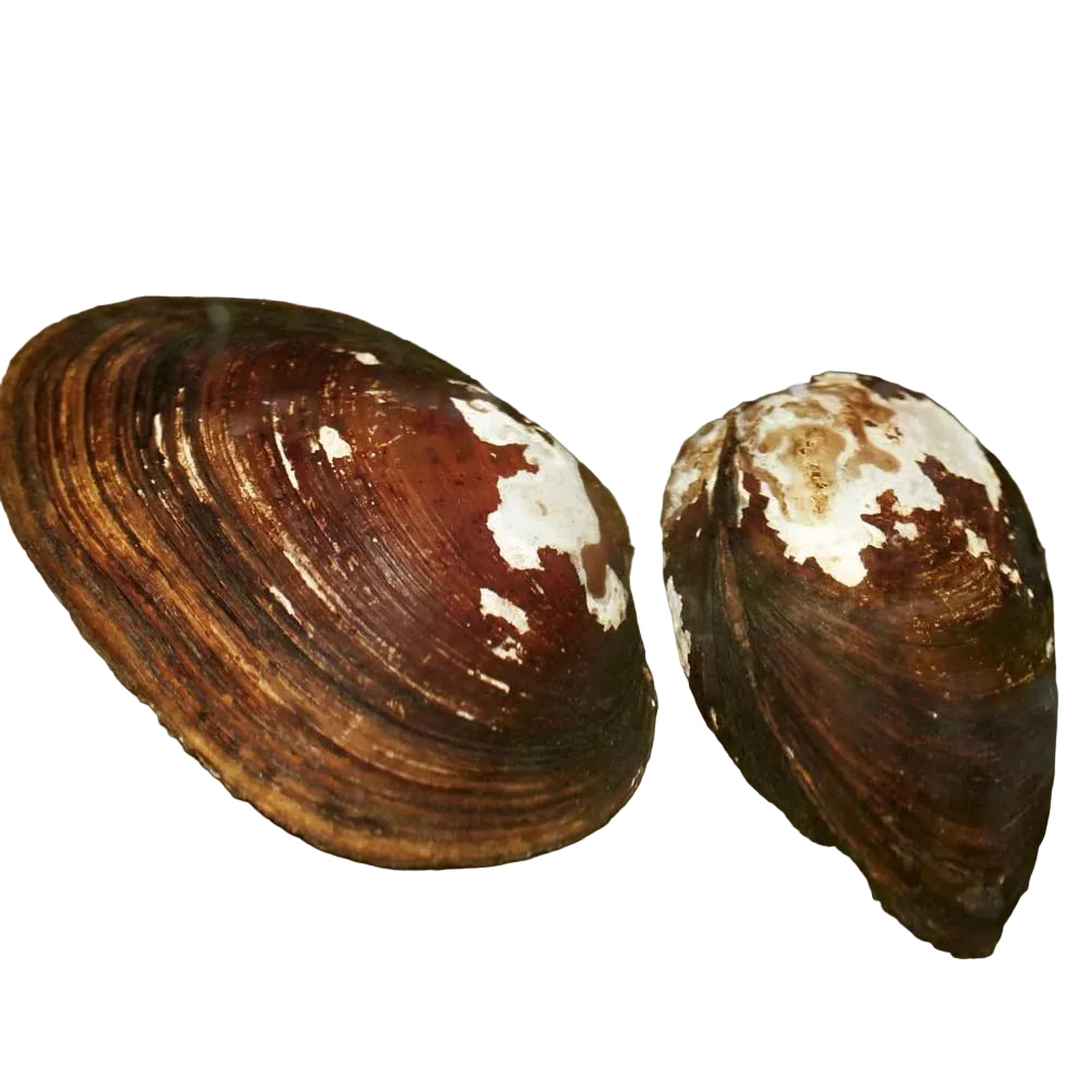 Freshwater Mussel
