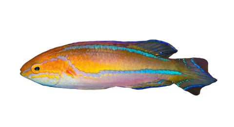 A small tropical fish with a bright orange body, yellow stripe, and blue tail fin swimming in a coral reef environment. A 'reef builders' logo is visible in the bottom right corner.