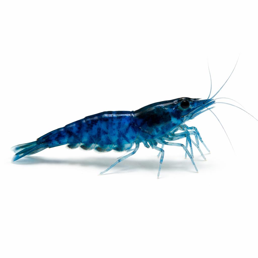 Blue Dream Cherry Shrimp