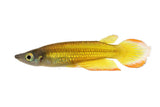 Gold Panchax Killifish - photo 1
