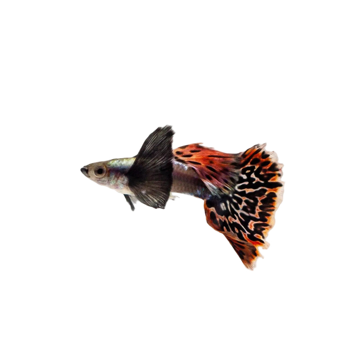 A small guppy fish with a black body and a flowing orange, red, and black patterned tail fin, photographed against a plain white background.