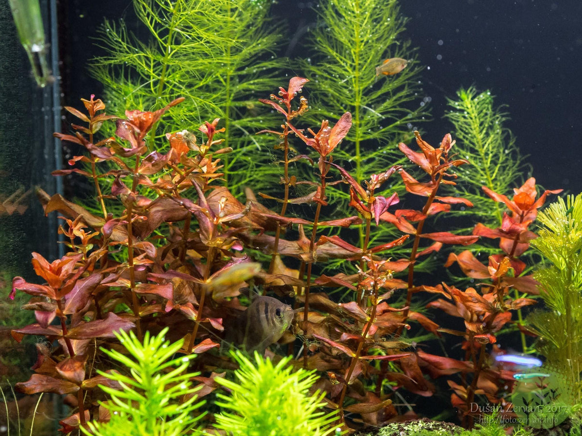 Rotala Macrandra