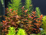 Rotala Macrandra - photo 1
