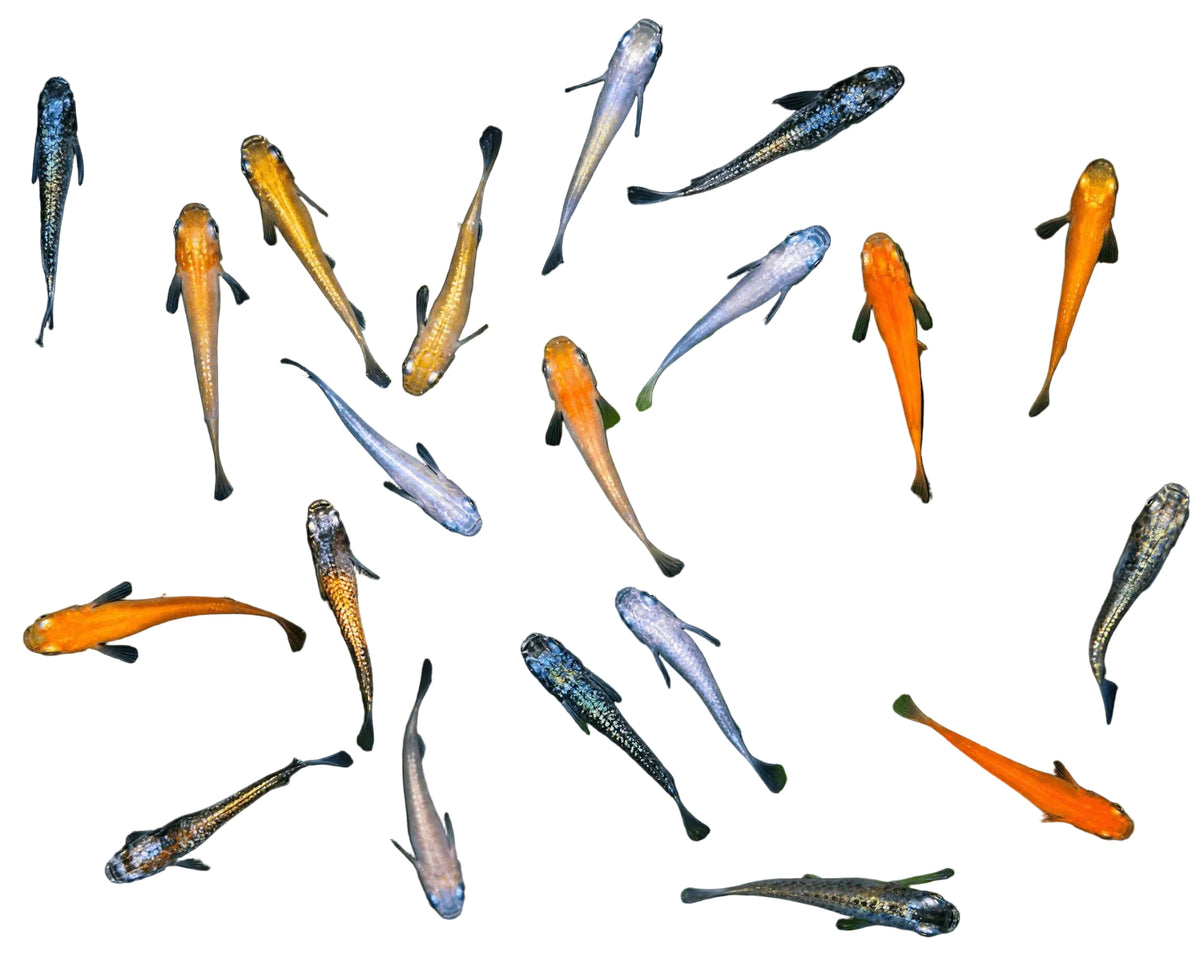 A school of small fish swimming among green aquatic plants in a dark aquarium setting. The fish are mostly translucent white with some glowing orange and blue accents.