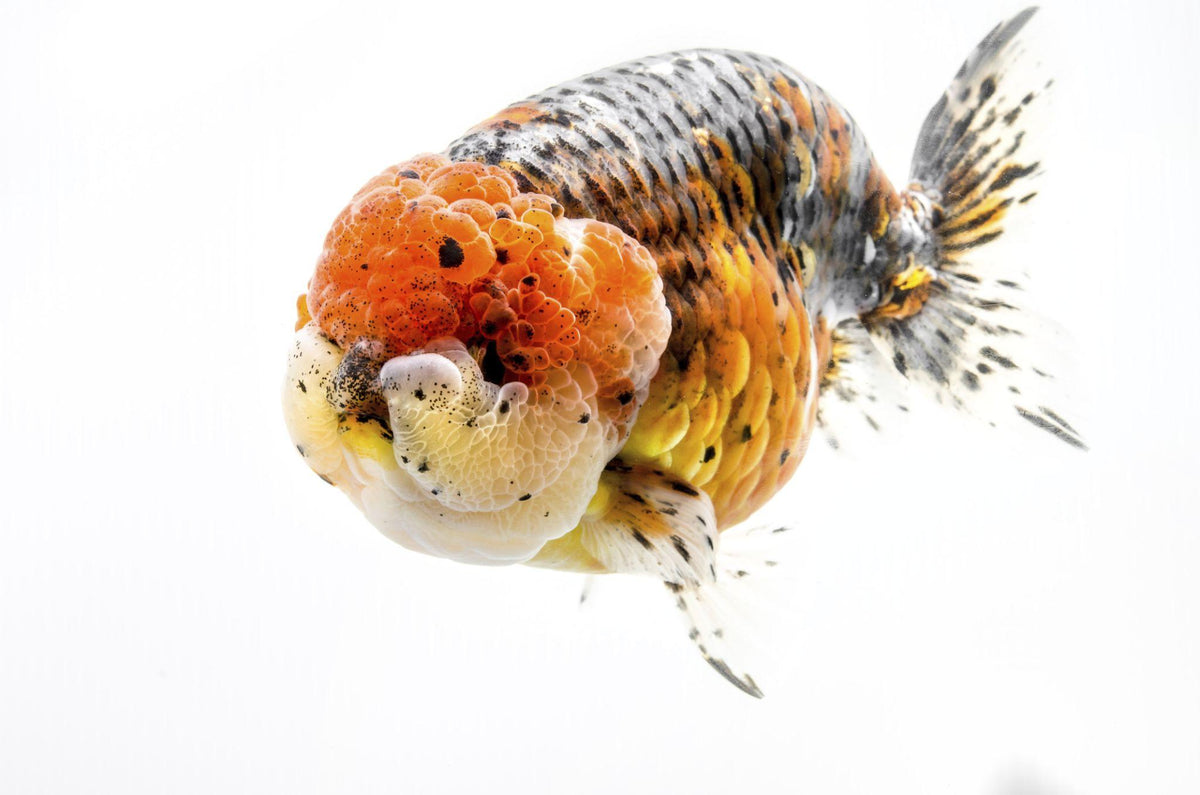 Ranchu Goldfish