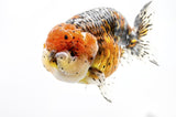 Ranchu Goldfish - photo 1