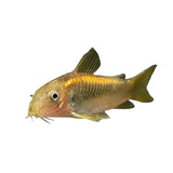 Gold Laser Corydoras - photo 2