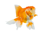 Oranda Goldfish - photo 4