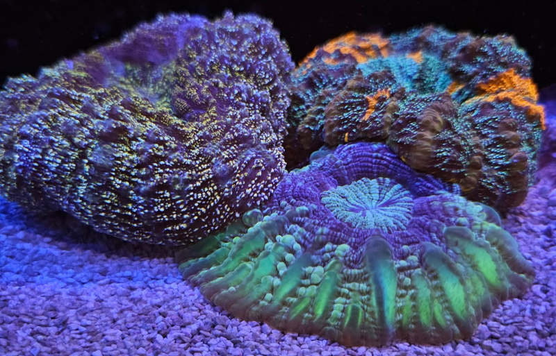 Corals