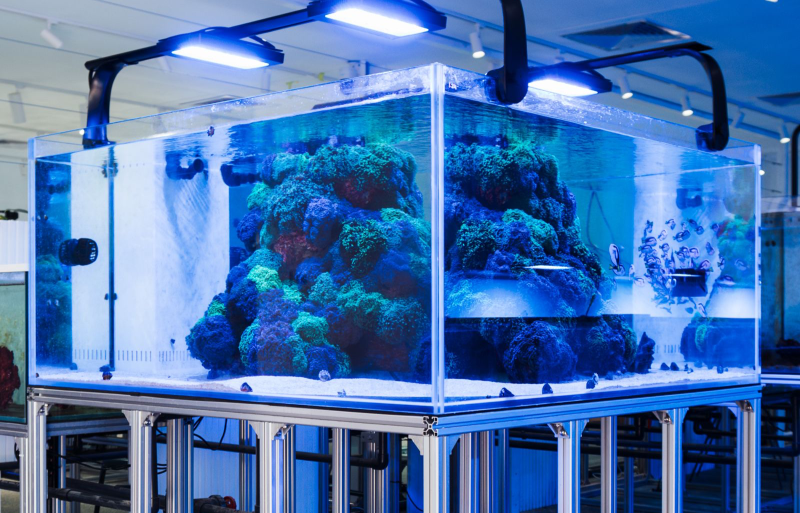 Apex Aquatic
