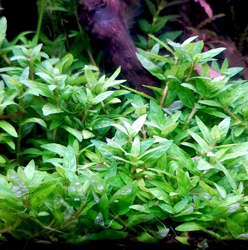 Staurogyne Repens