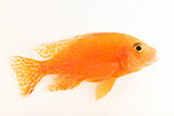 OB Peacock Cichlid - photo 4