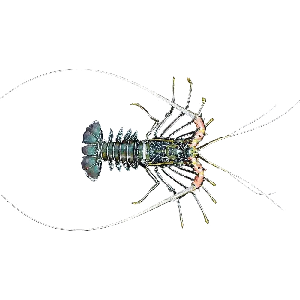 Painted Crayfish