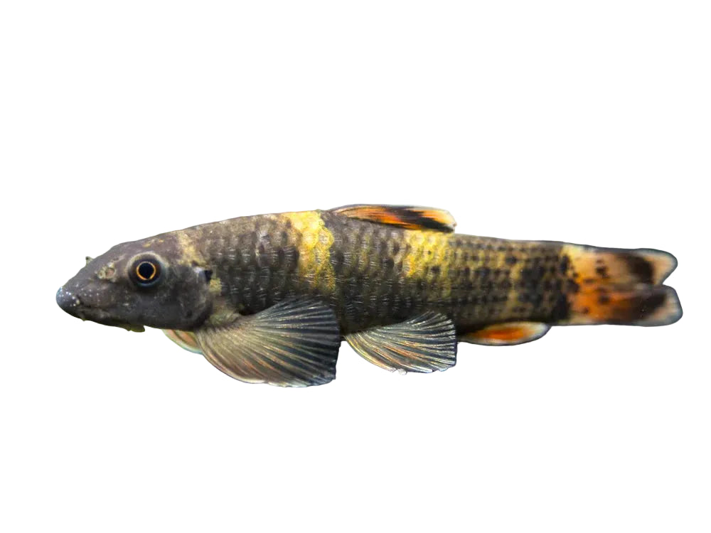 Panda Garra